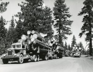 Five Logging Trucks With Lumber in Tow in the Forest on a Logging Road in Black and White Image