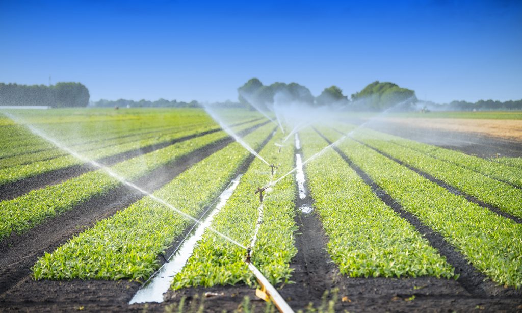 Watering Crops in a Field Irrigation System Short Crops