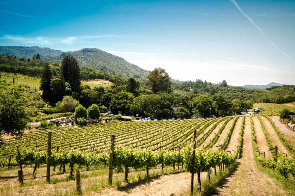 A vineyard in Sonoma, California.