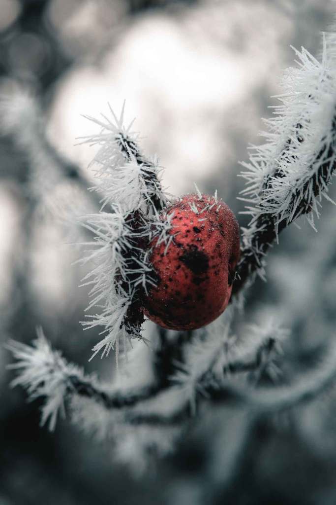 A fruiting branch covered in ice can become frost damaged.