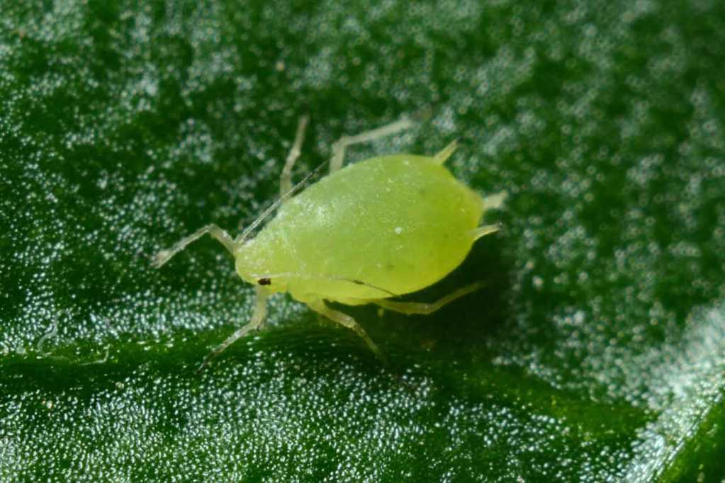 A close-up of a green mite on a leaf.