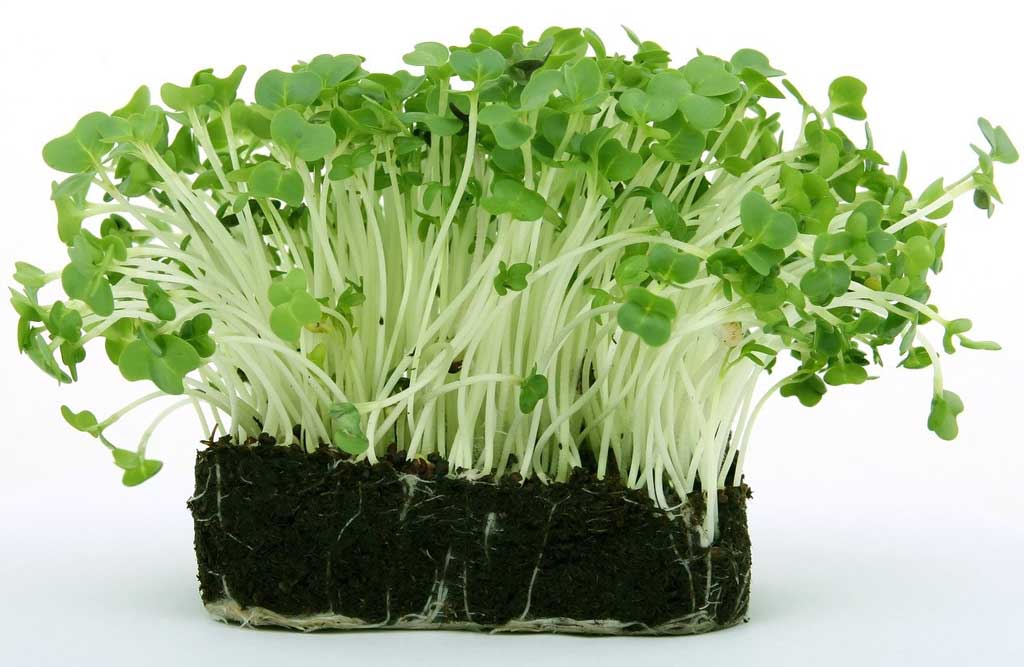 Cress shoots growing in a small block of soil.