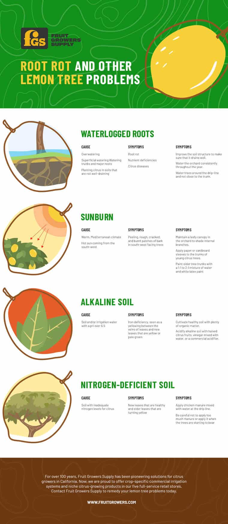 Root Rot and other Lemon tree Problems - Infographic