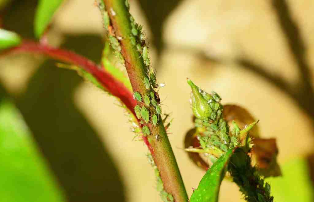 Aphids on a green stalk.