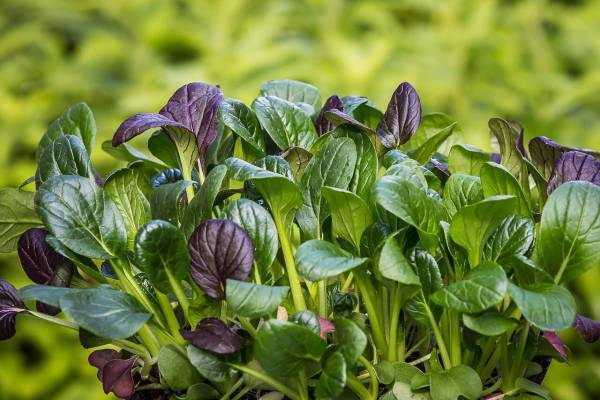 A bunch of purple-and-green Japanese spinach