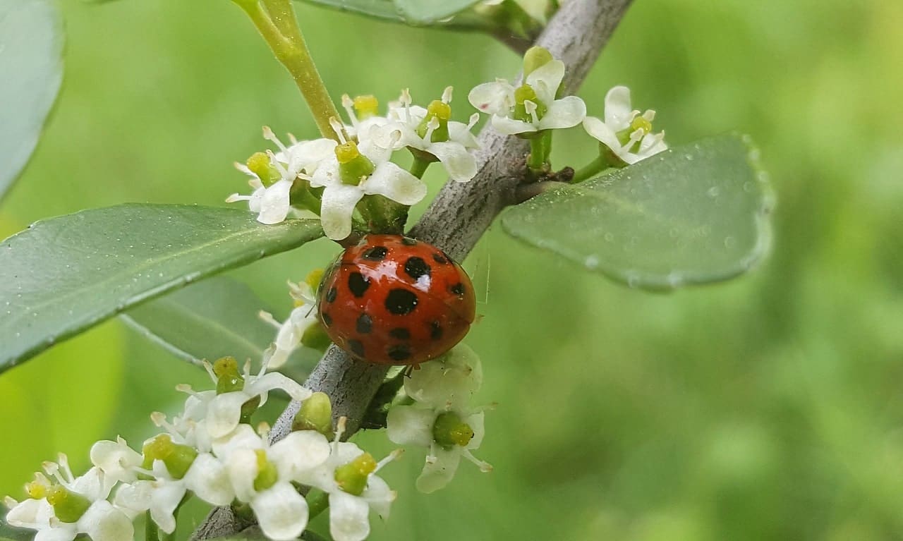 A lady beetle sitting on the branch of a tree, surrounded by small white flowers.