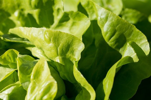 The tips of light-green lettuce leaves.