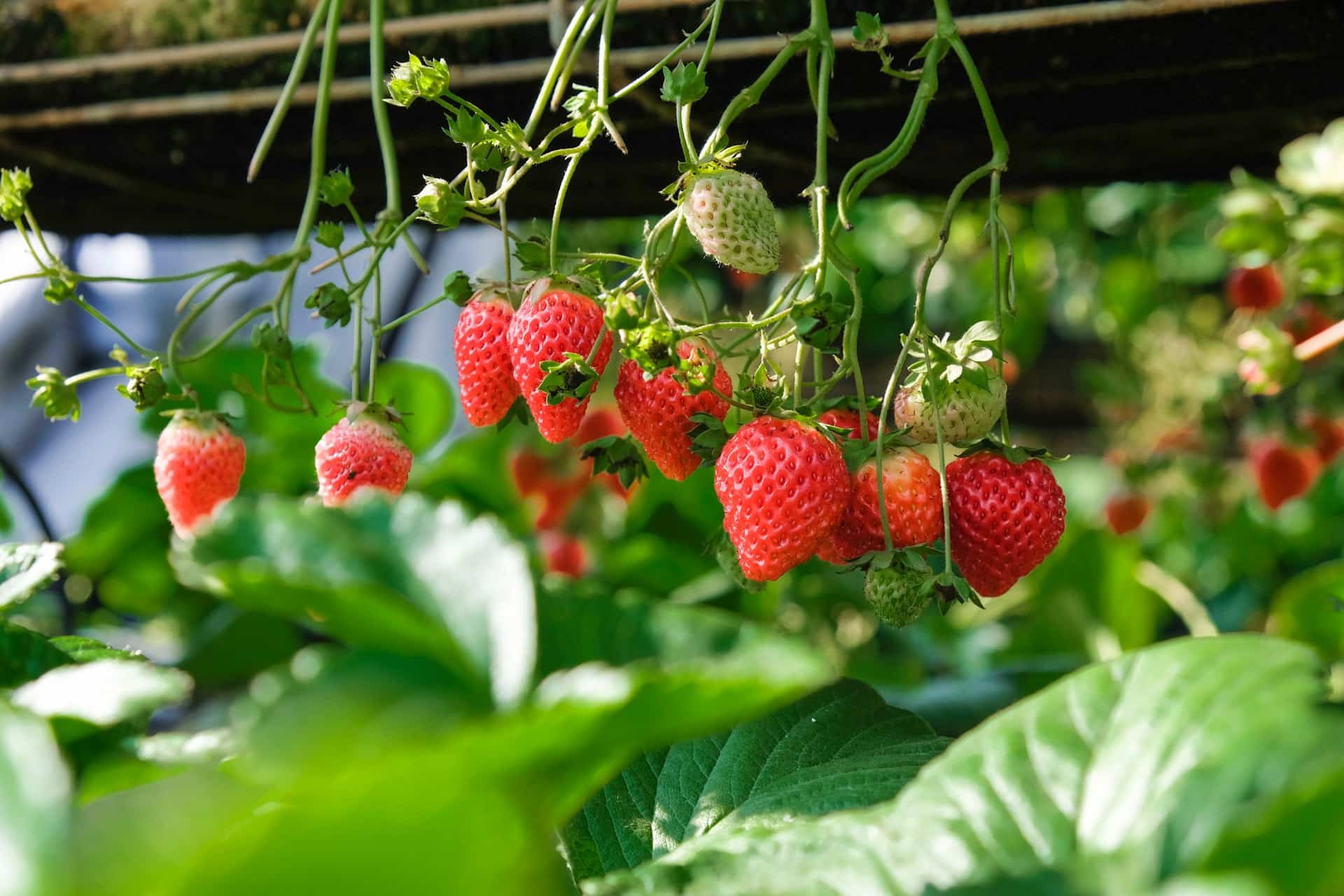 strawberries growing from a vine
