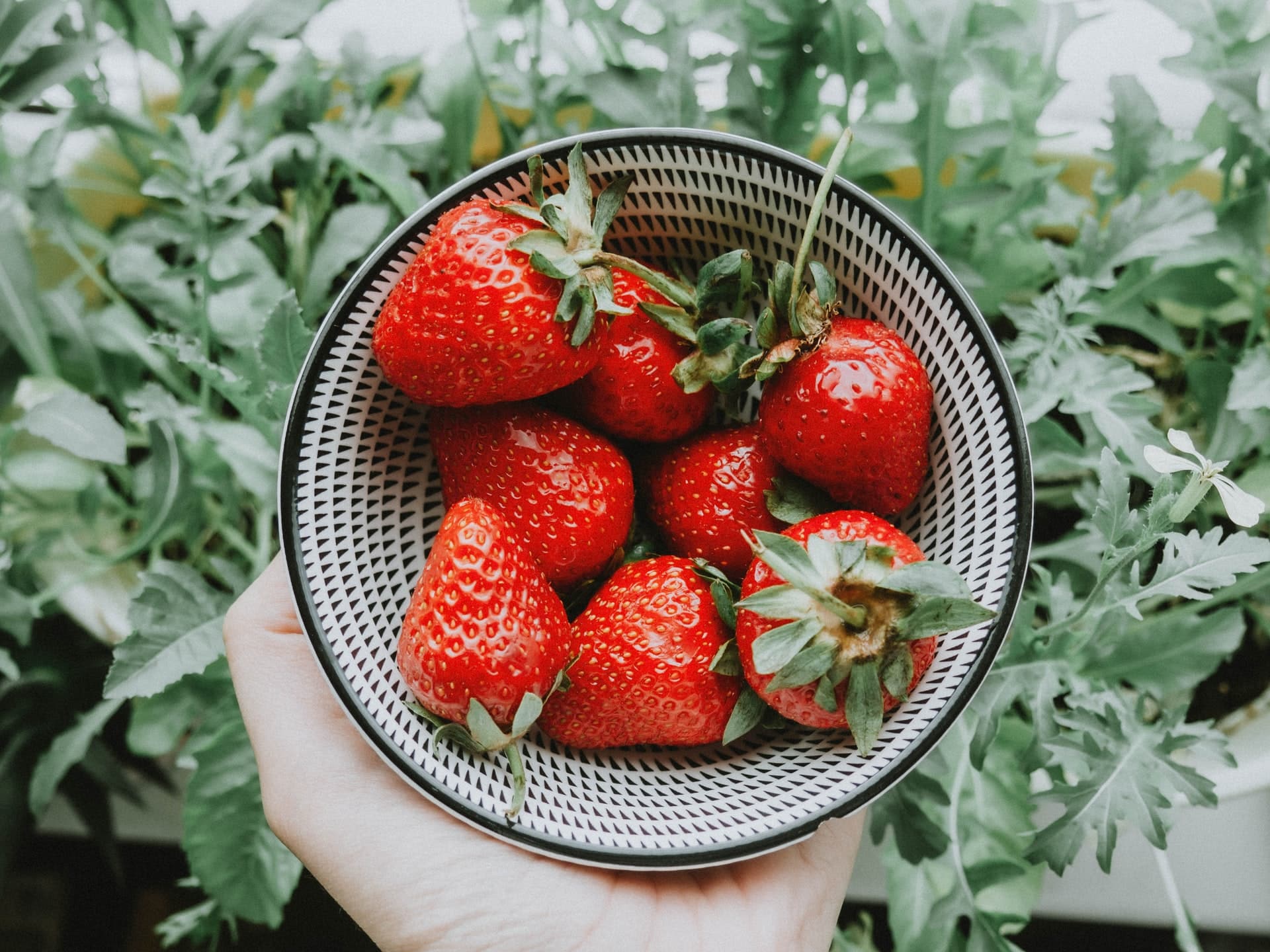 harvesting strawberries