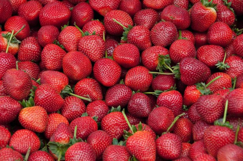 Best Tasting Strawberry Varieties Fruit Growers Supply