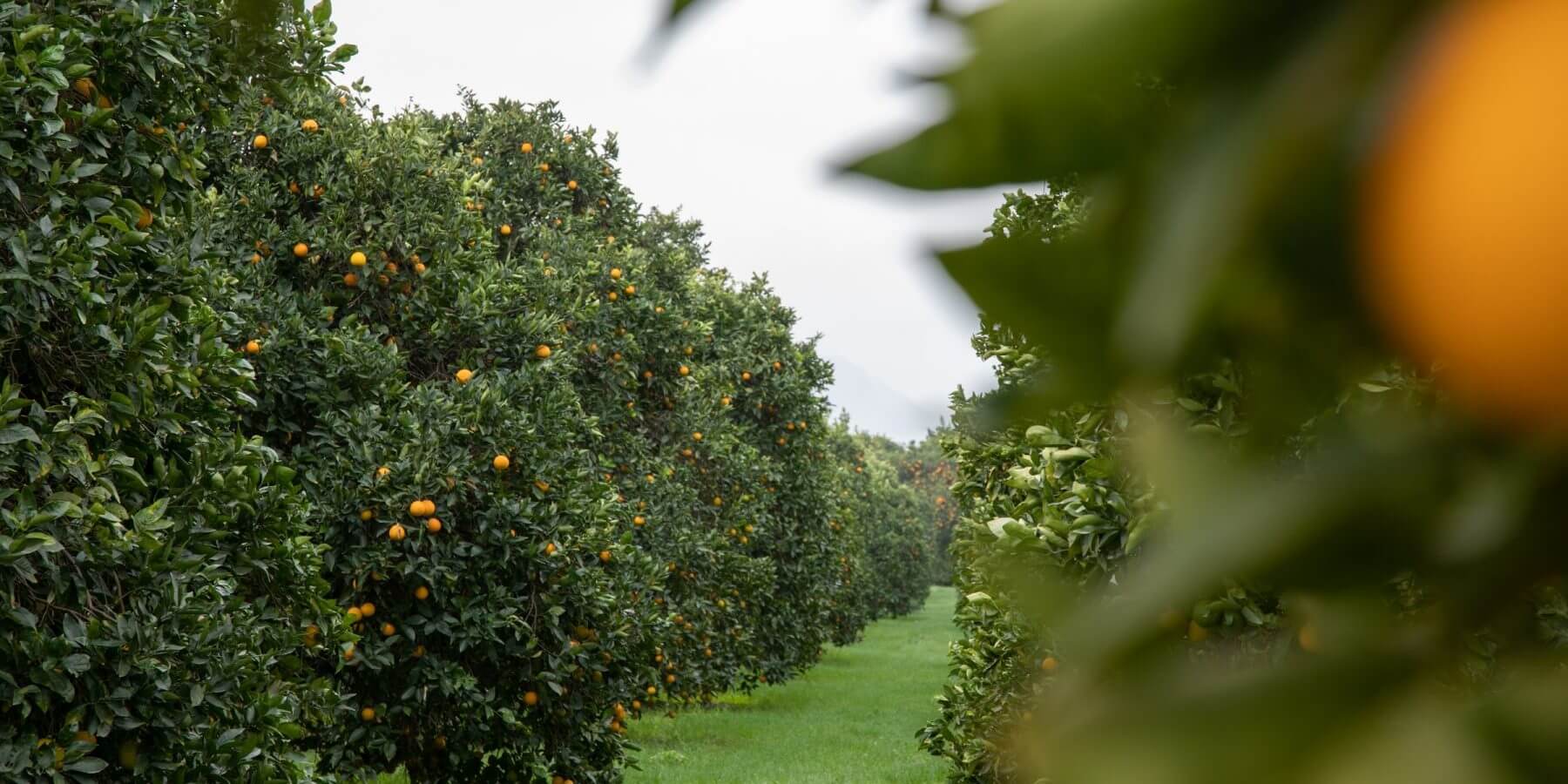 Orange Cove CA City of Orange Cove Buy from FGS Today